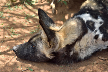 Wall Mural - african wild dog