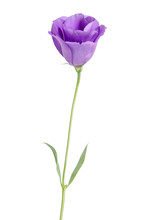 Beauty Violet Flower Isolated On White. Eustoma