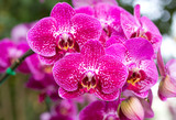 Fototapeta Storczyk - Pink phalaenopsis orchid flower