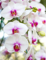 Wall Mural - white phalaenopsis orchid flower