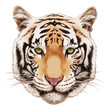 Portrait of Tiger. Hand-drawn illustration, digitally colored.