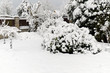 Garden with rhododendrons in winter covered in snow