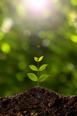green sprout growing