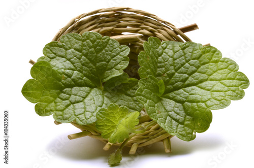 ترنجان مخزني Medunka Lekarska Melissa Officinalis Citronmelisse Maticnjak Citromfu Citron Melisse レモンバーム Zitronenmelisse Melisa Lekarska Melissa Lekarstvennaya Roiniță 蜜蜂花 สะระแหน Stock Photo Adobe Stock