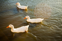 Three Ducks Swimming In A Pond
