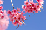 Pink cherry blossom on blue sky