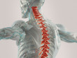 © Anatomy Insider - Human anatomy spine pain highlighted in red. X-ray view.