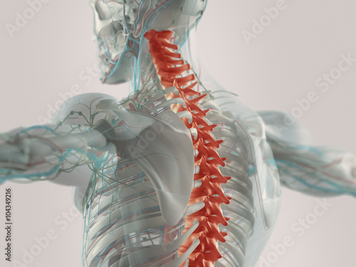 Fotografia Human anatomy spine pain highlighted in red. X-ray view.