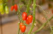 Growing cherry tomatoes in greenhouse