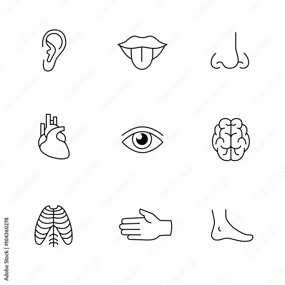 Medical icons thin line art set. Human organs Stock Vector | Adobe Stock