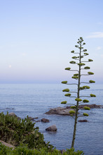 Agave Plant Nearby The Mediterranean Sea