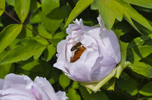 Arrive A Little Bee On The Flower Peony