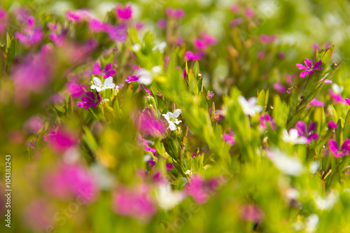 Flores Pequenas Rosas Y Blancas Buy This Stock Photo And Explore Similar Images At Adobe Stock Adobe Stock