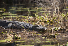 American Alligator In The Okefenokee