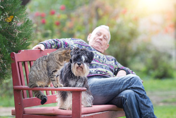 Wall Mural - Old man with pets in the park