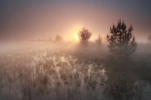 Foggy Sunrise On Wild Moor