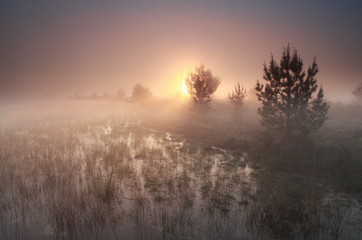 foggy sunrise on wild moor
