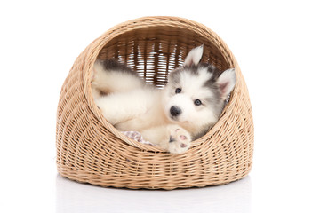 Poster - Cute siberian husky lying