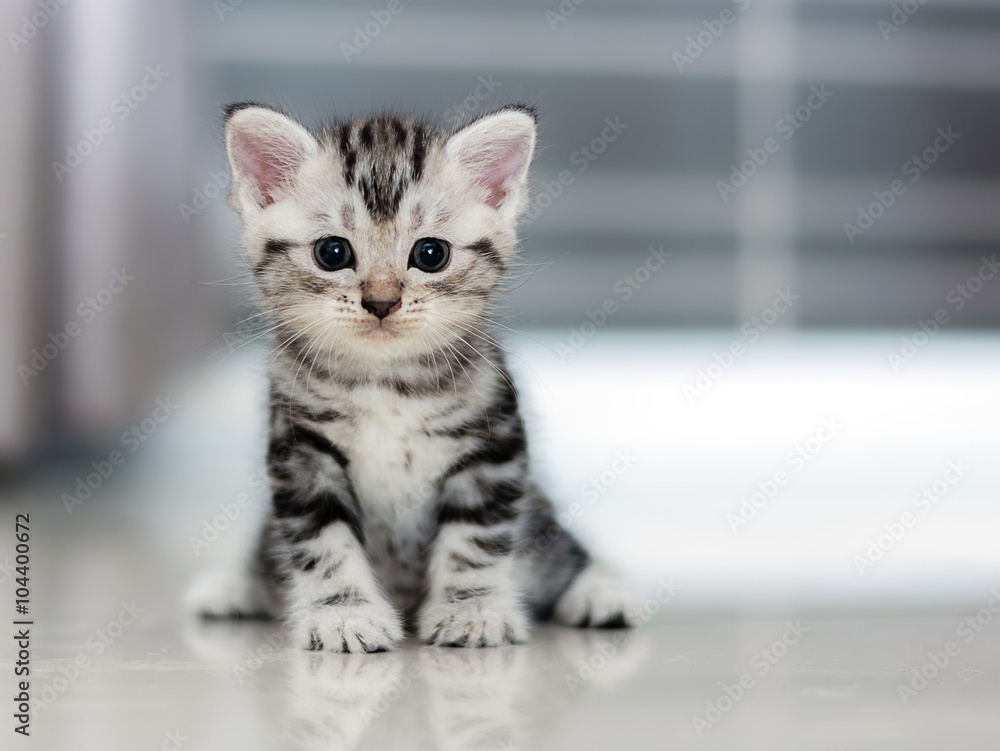 Cute American shorthair cat kitten - obrazy, fototapety, plakaty 