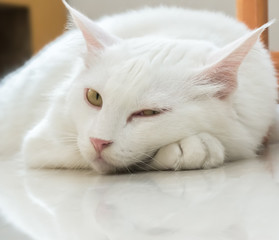 Canvas Print - White cat is sitting on the ground and looking forward