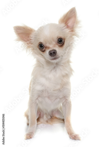 Young Longhair Chihuahua Buy This Stock Photo And Explore