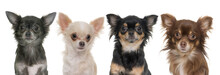 Young Longhair Chihuahuas