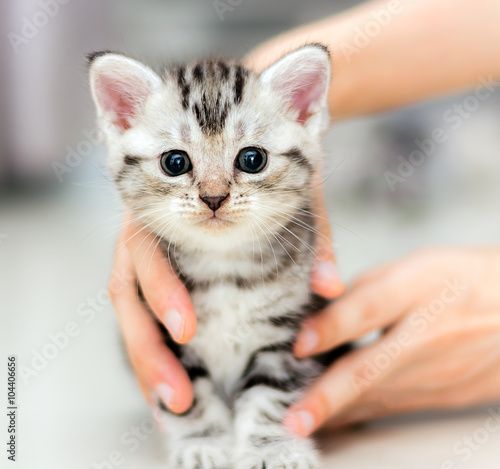 Cute American Shorthair Cat Kitten Buy This Stock Photo And