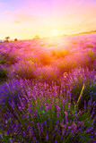 Sunset over a summer lavender field in Tihany