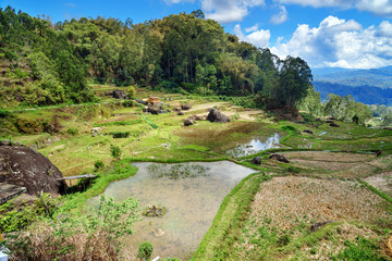 Wall Mural - Green rice field  in Tana Toraja