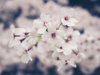 Poster - Cherry blossoms