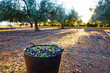 Olives harvest picking in farmer basket