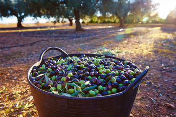 Wall Mural - Olives harvest picking in farmer basket