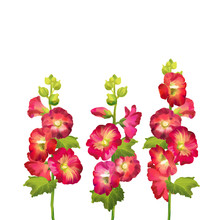 Hollyhock Flower Digital Illustration