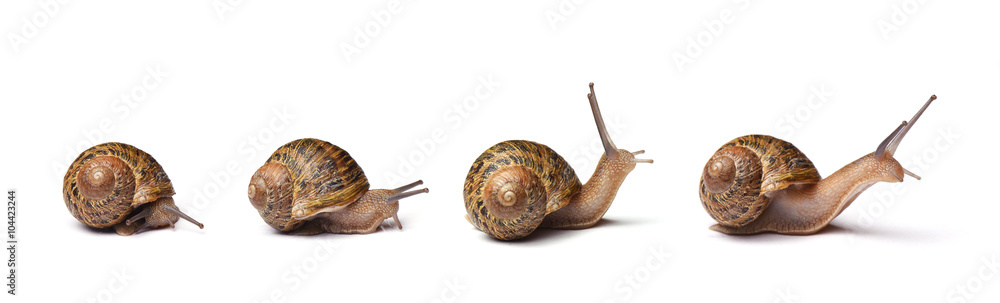 Set of snails isolated on white background - obrazy, fototapety, plakaty 