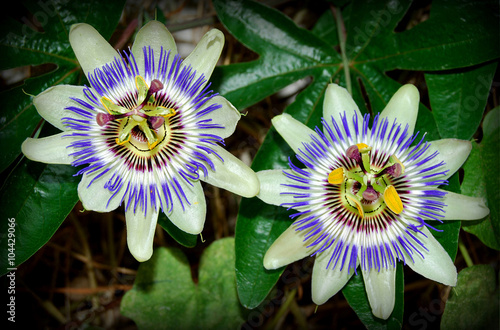 Pasiflora Flor De La Pasion Estambres Antera Buy This Stock Photo And Explore Similar Images At Adobe Stock Adobe Stock