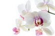 Weiße Orchideenblüten 