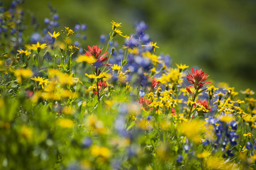 Wildflowers on Mt. Baker. A colorful carpeting of wildflowers decorates the hillside of Mt. Baker, Washington along the Heliotrope Ridge hiking trail. Lupine, Indian Paintbrush, and Yellow Asters.