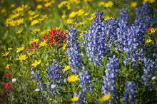 Wildflowers On Mt. Baker. A Colorful Carpeting Of Wildflowers Decorates The Hillside Of Mt. Baker, Washington Along The Heliotrope Ridge Hiking Trail. Lupine, Indian Paintbrush, And Yellow Asters.