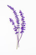 lavender flower on white background