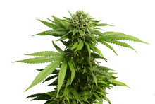 Big Leafy Cannabis Plant With Marijuana Buds Isolated By White Background