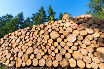 Wall Mural - Wooden Logs with Forest on Background / Trunks of trees cut and stacked in the foreground, green pine in the background with blue sky