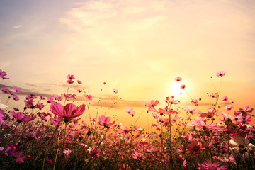 Wall Mural - landscape nature background of beautiful pink and red cosmos flower field with sunset. vintage color