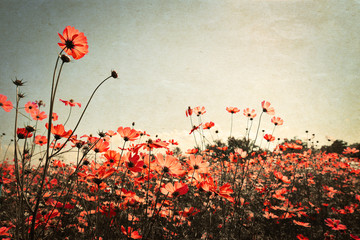 Vintage landscape nature background of beautiful cosmos flower field on sky with sunlight. retro color tone filter effect