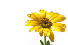 Yellow African Daisy And The Drops In The White #2