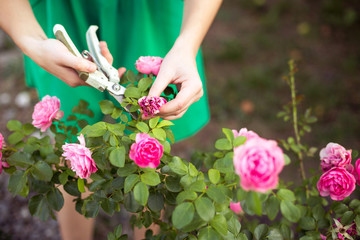 Girl cuts or trims the  bush (rose) with secateur in the garden