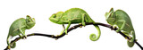 Fototapeta Zwierzęta - chameleon - Chamaeleo calyptratus on a branch