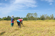 © Kaikoro - Thai farmer harvesting rice in the rice field
