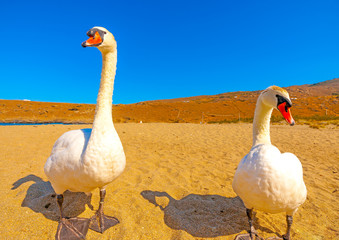 Wall Mural - beautiful white swans beside the sea at Neimporios beach at Chora, the capital of Andros island in Greece