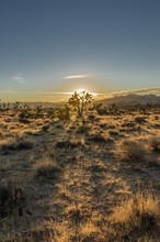 Wide Shot Of Desert Scene At Sun Set