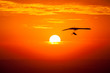 Hang gliding in the sunset